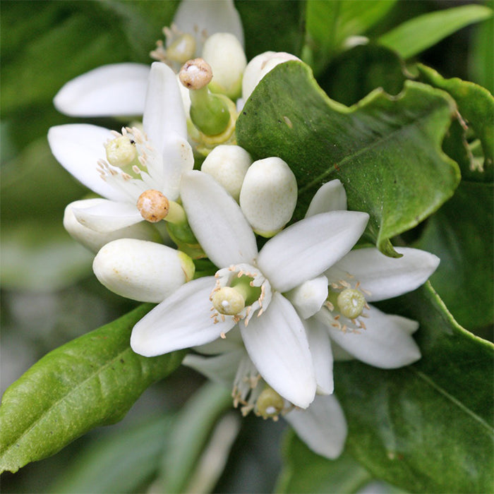 Hydrolat Fleurs d'oranger Bio